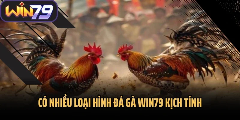 Có nhiều loại hình đá gà Win79 kịch tính